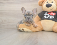 7 week old French Bulldog Puppy For Sale - Premier Pups