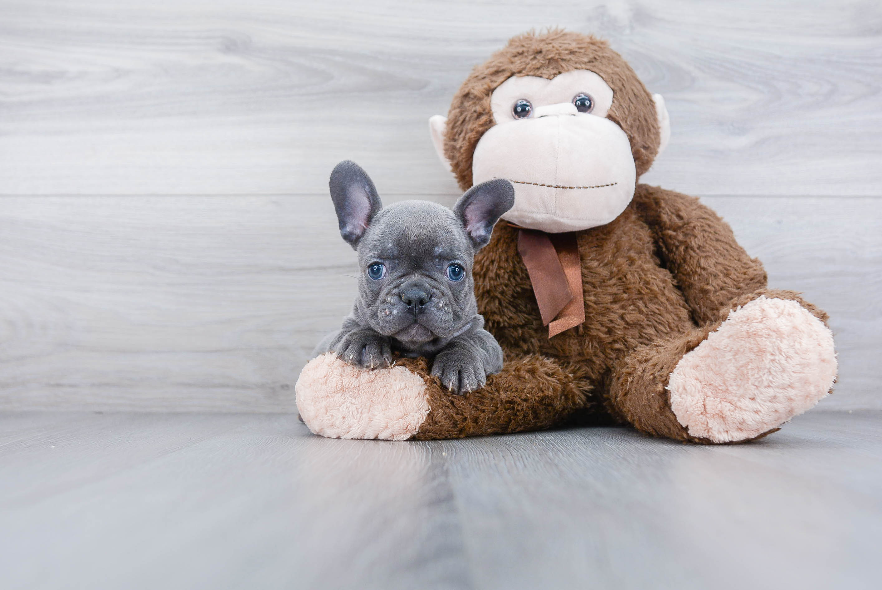 Akc Registered French Bulldog Baby