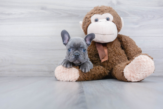 Akc Registered French Bulldog Baby