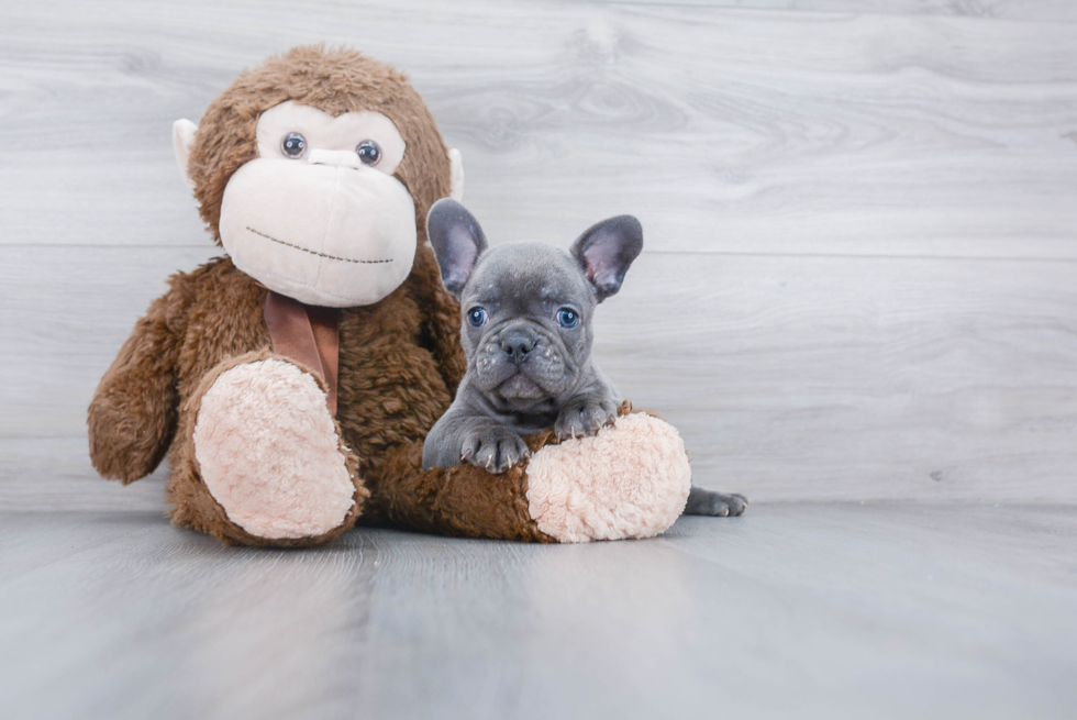 Best French Bulldog Baby