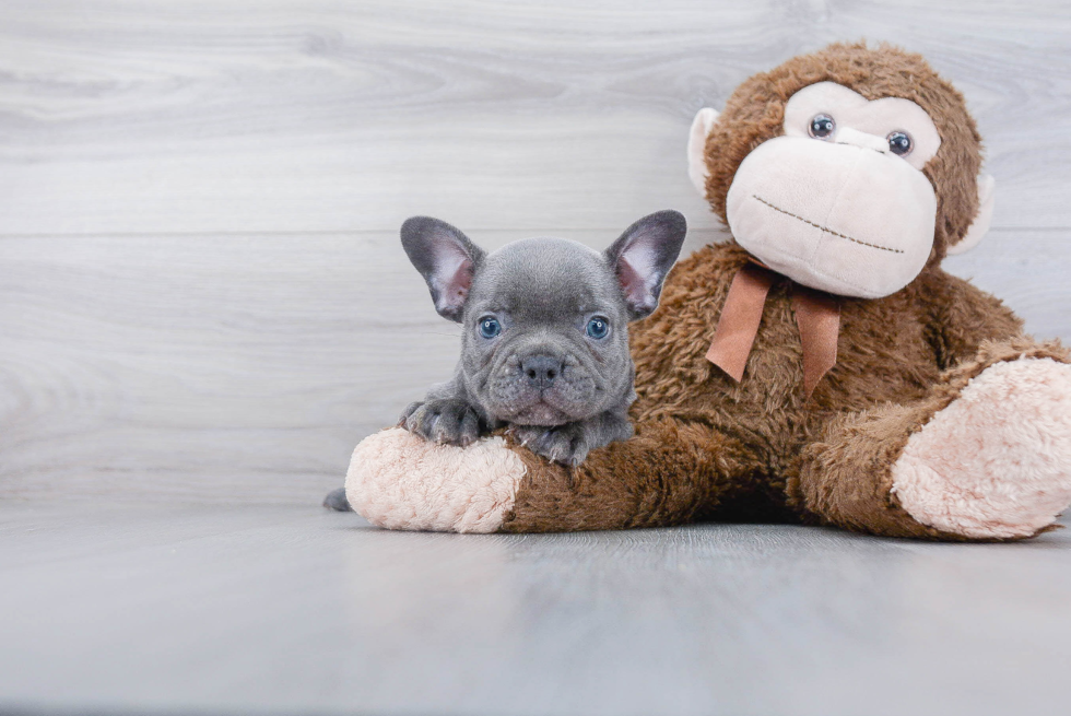 Best French Bulldog Baby