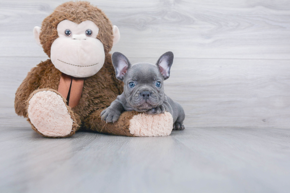 Friendly French Bulldog Purebred Pup