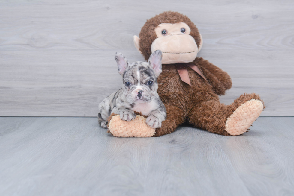 Playful French Bulldog Purebred Pup