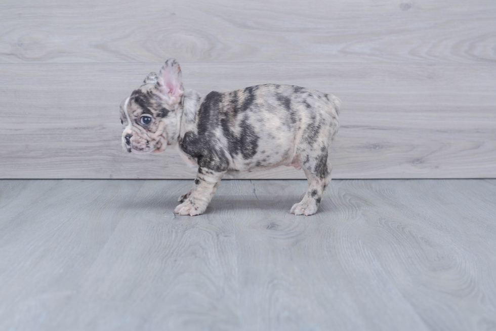 Best French Bulldog Baby