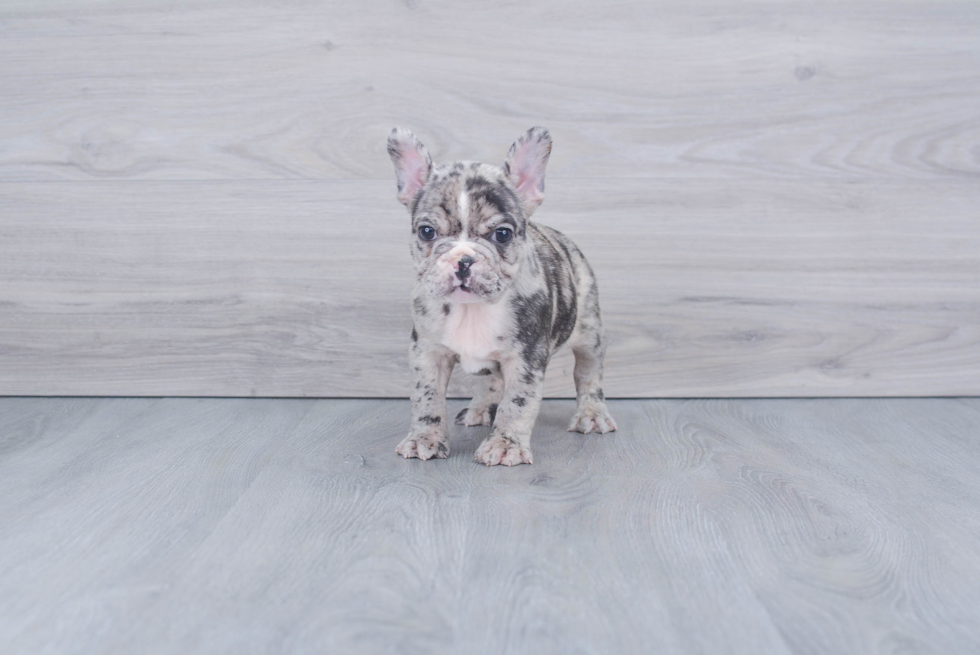 Best French Bulldog Baby