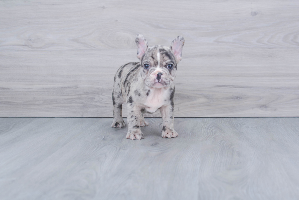 Hypoallergenic French Bulldog Purebred Pup