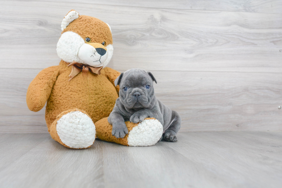 Playful French Bulldog Purebred Pup