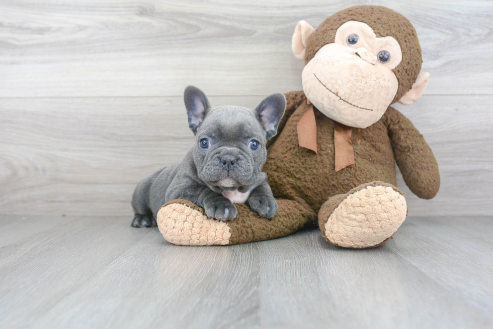 Popular French Bulldog Baby