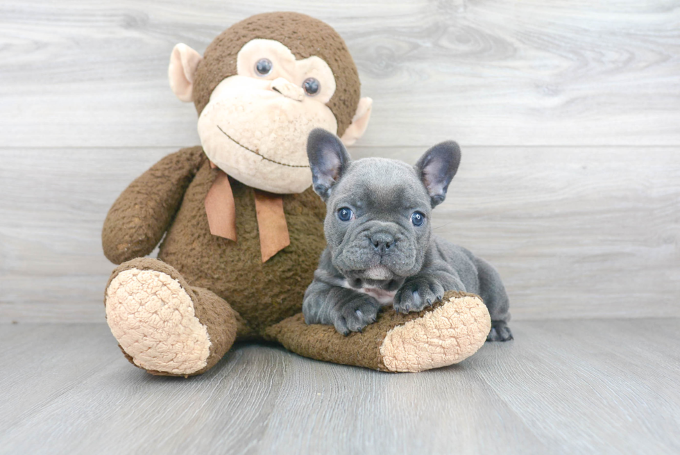 Fluffy Frenchie Purebred Puppy