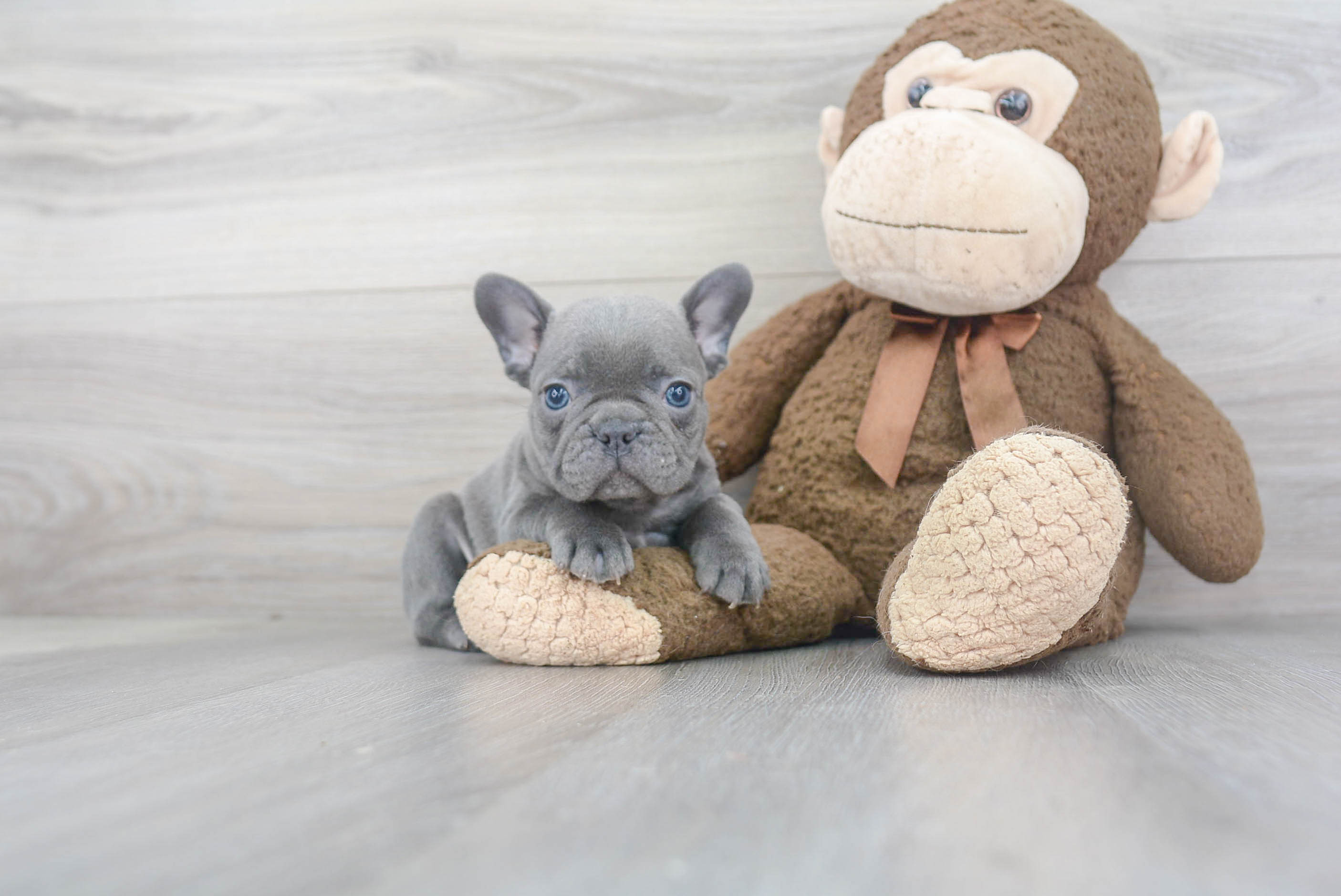 French Bulldog Puppy for Adoption