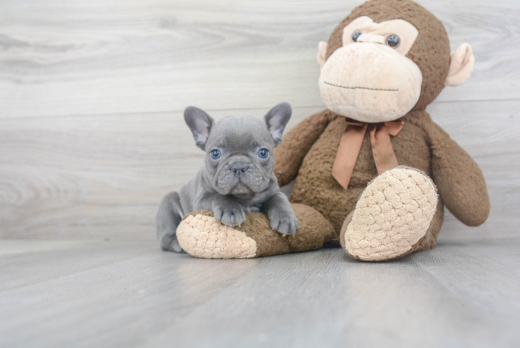 French Bulldog Puppy for Adoption