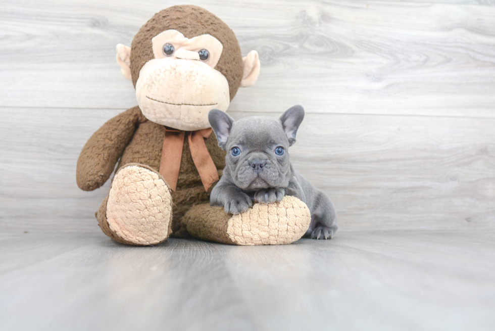 Friendly French Bulldog Baby