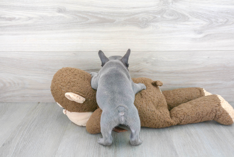 Hypoallergenic French Bulldog Baby