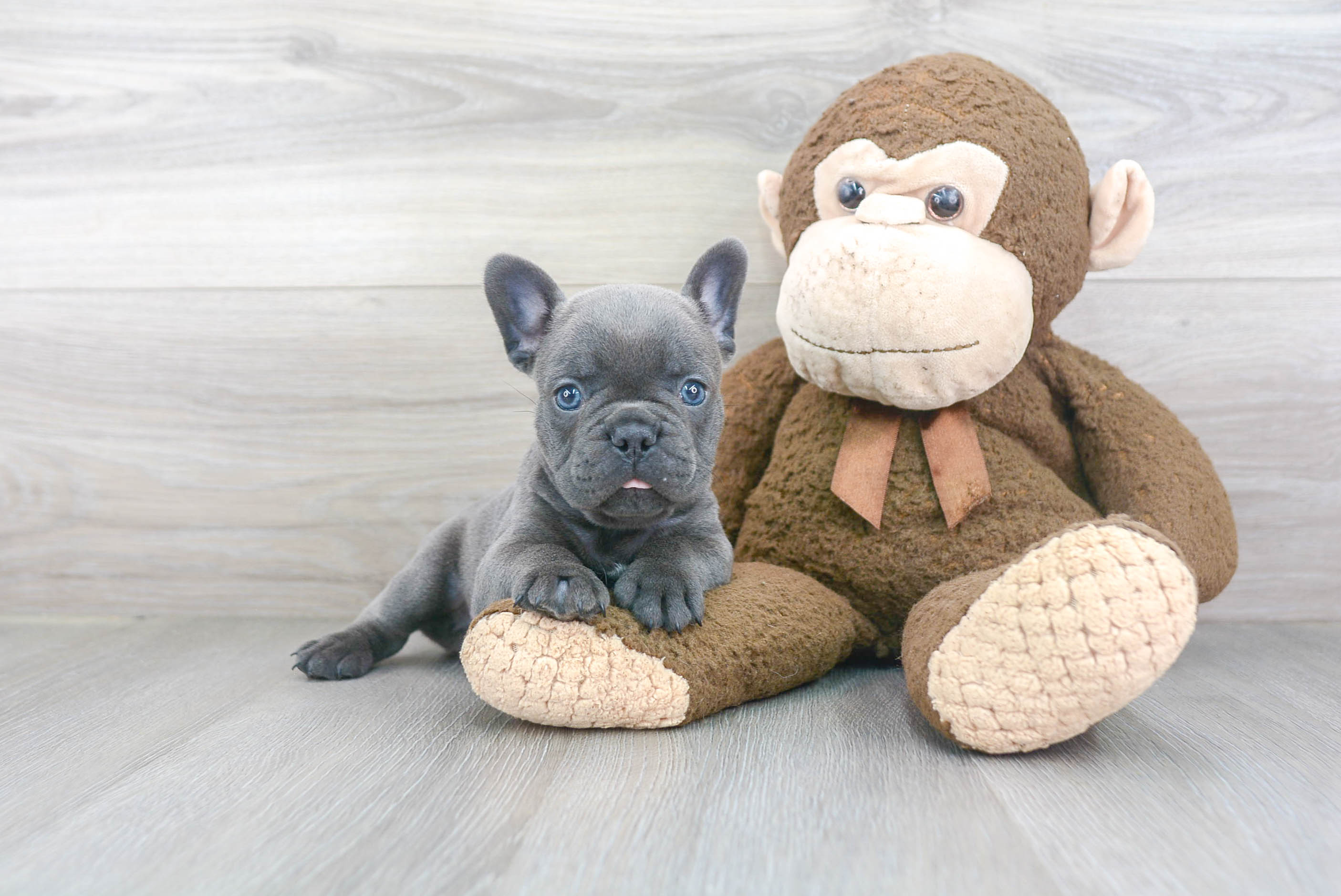 Best French Bulldog Baby
