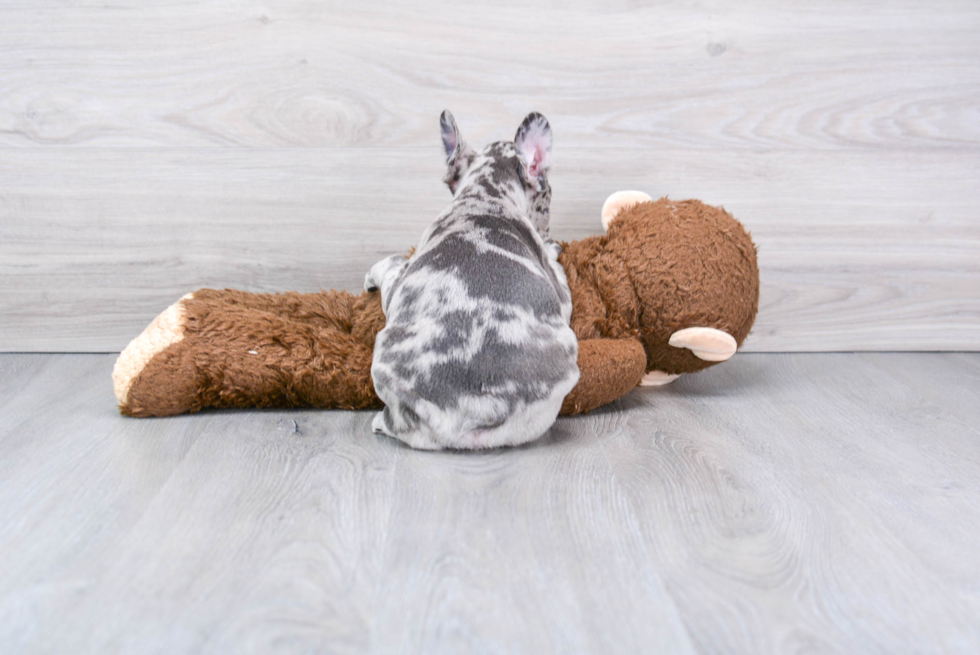 Small French Bulldog Purebred Pup