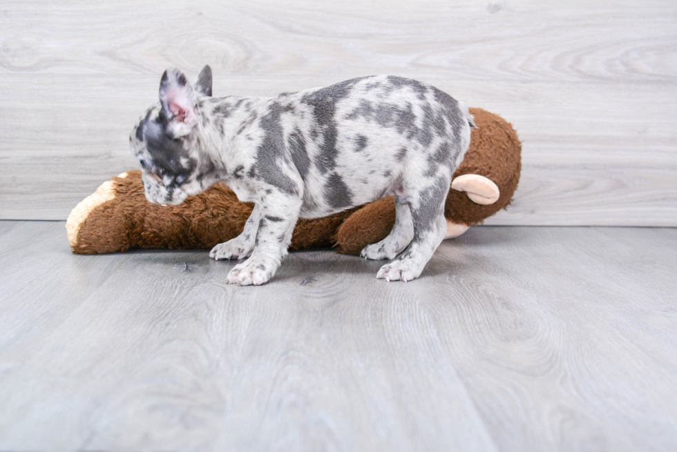 French Bulldog Pup Being Cute