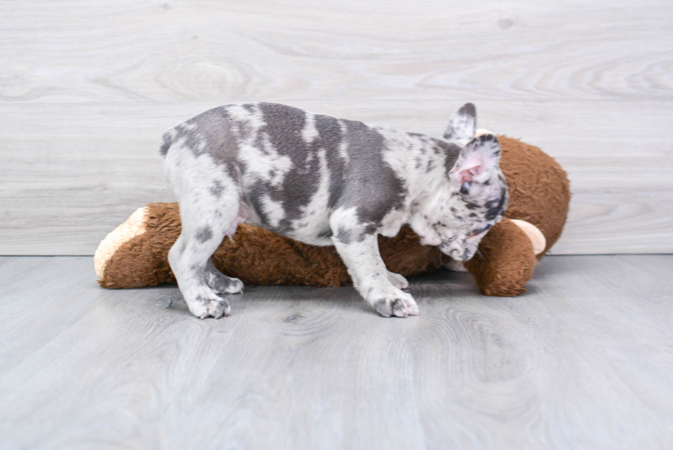 French Bulldog Pup Being Cute