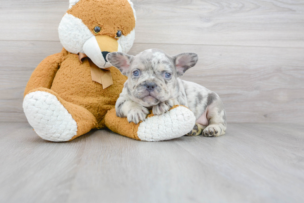 Popular French Bulldog Purebred Pup