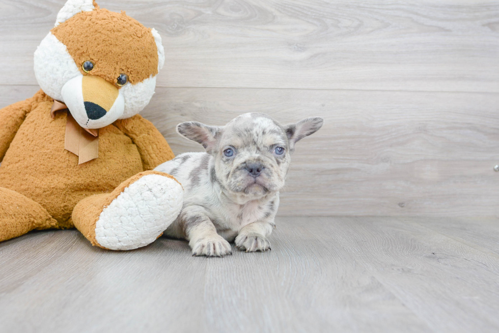 Popular French Bulldog Purebred Pup