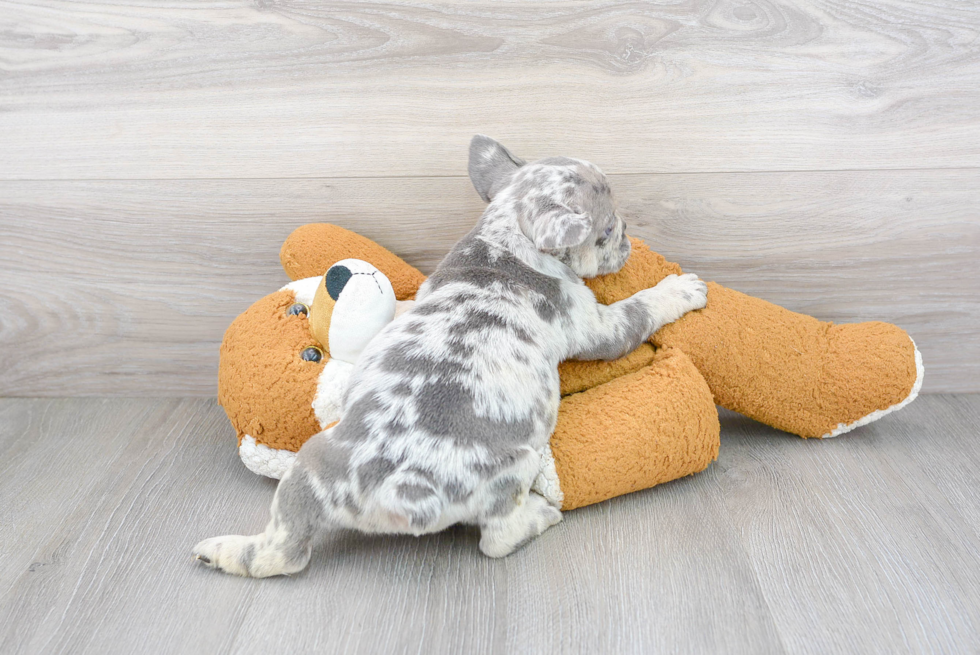 French Bulldog Pup Being Cute