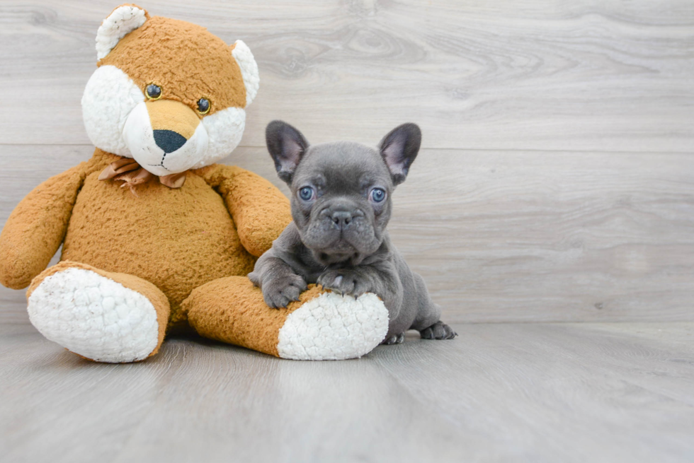 Best French Bulldog Baby