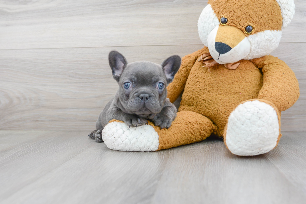 Popular French Bulldog Purebred Pup