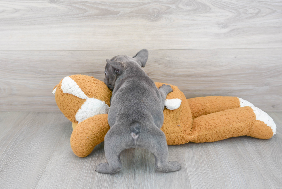 Popular French Bulldog Purebred Pup