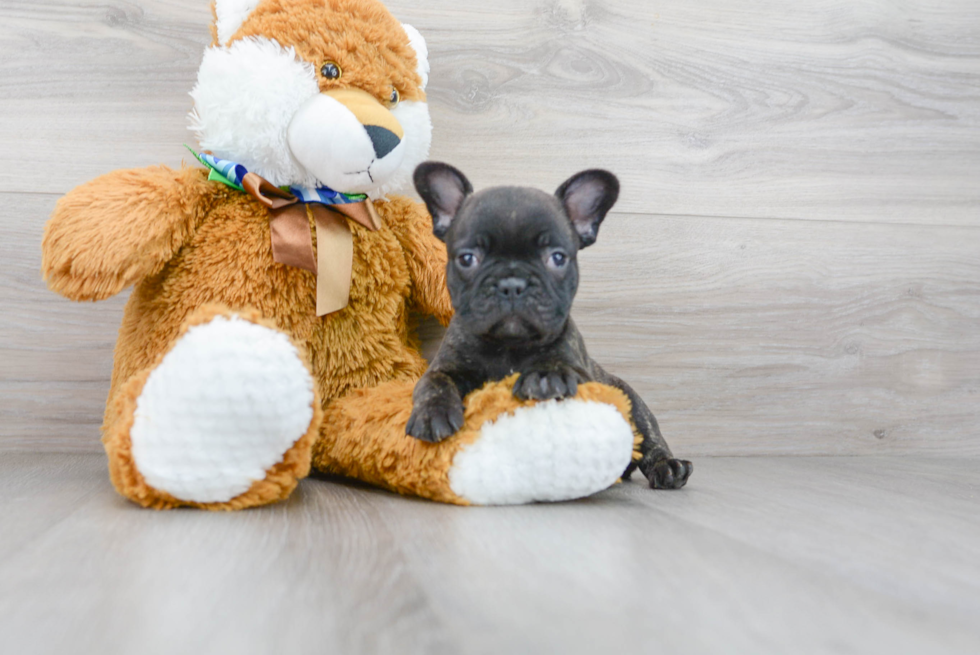 Smart Frenchie Purebred Puppy