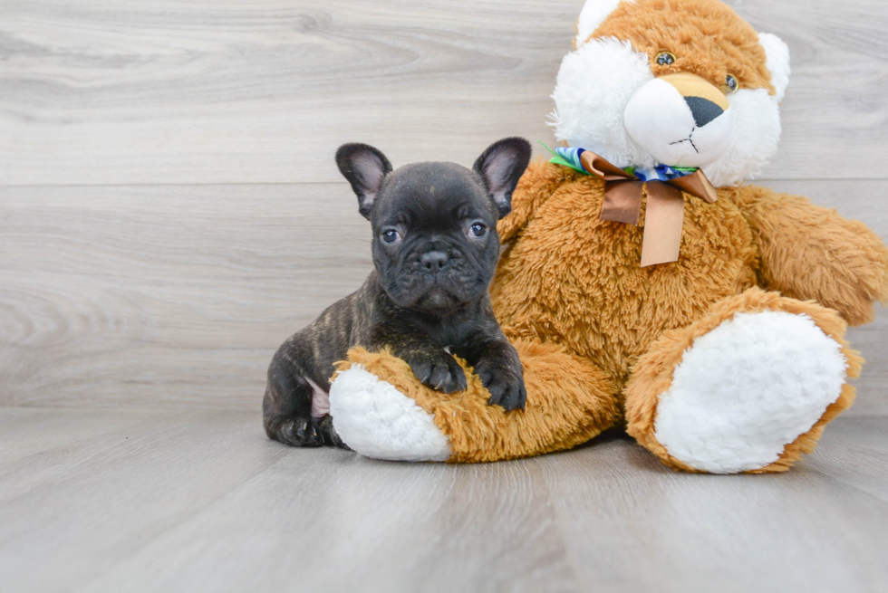 Energetic Frenchie Purebred Puppy