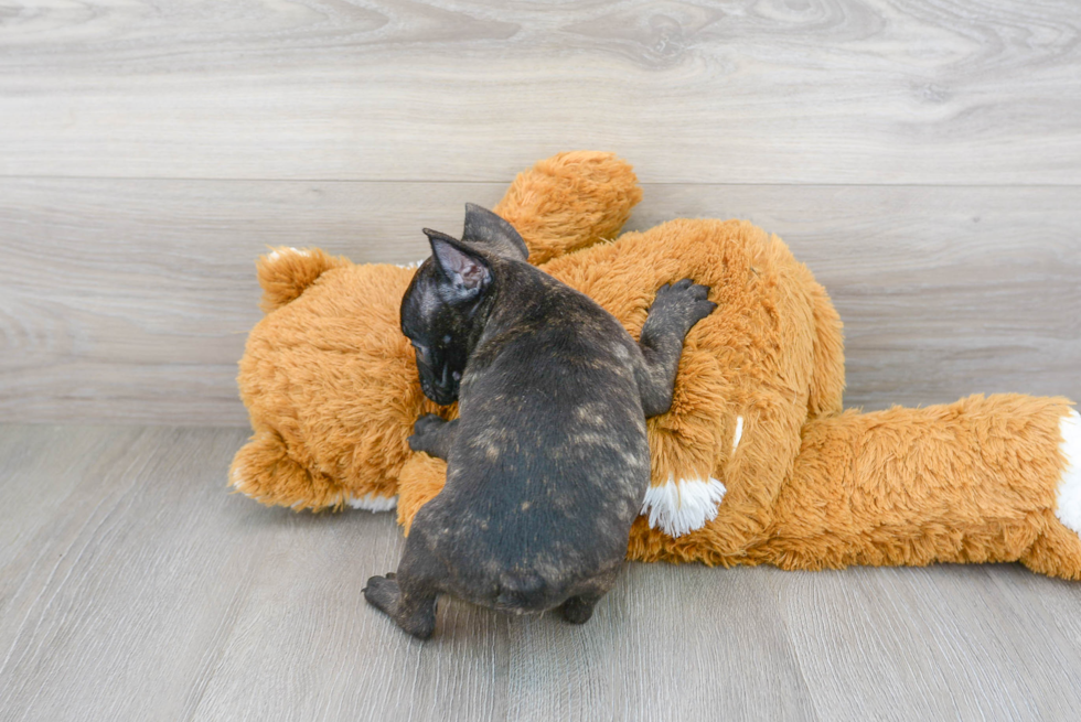 Funny French Bulldog Purebred Pup