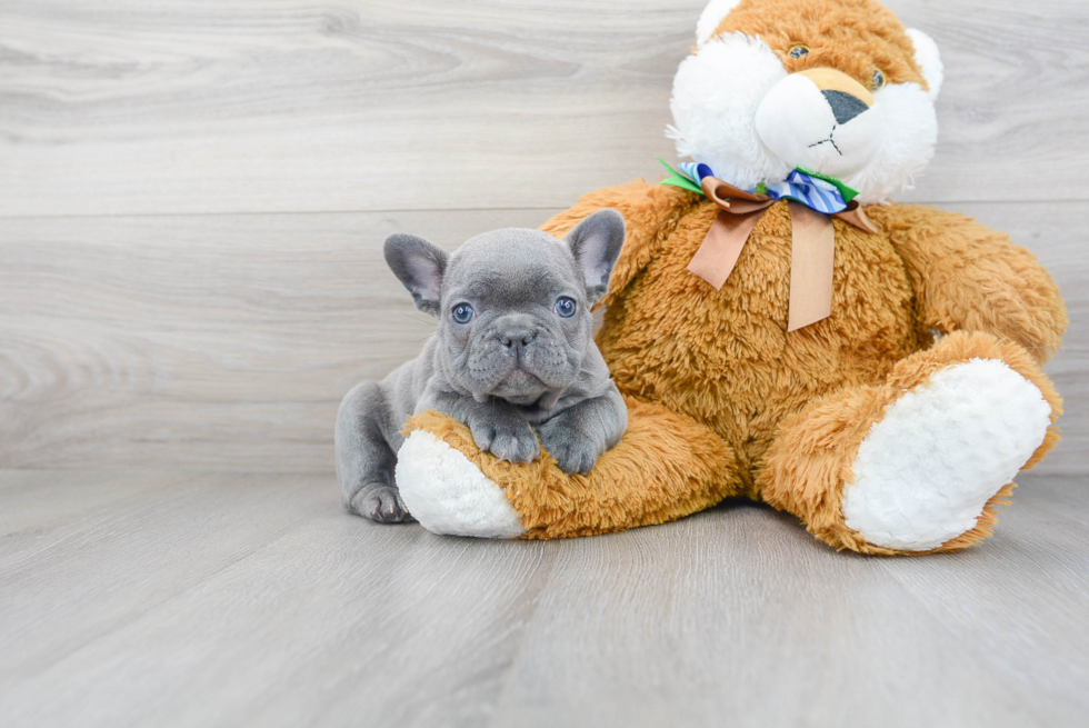 French Bulldog Pup Being Cute