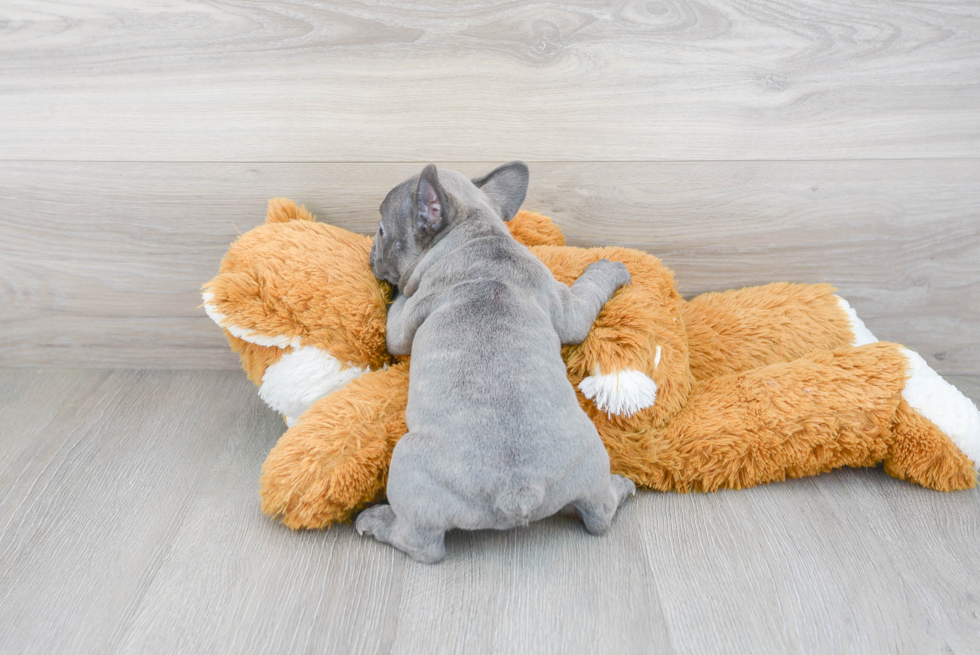 French Bulldog Pup Being Cute