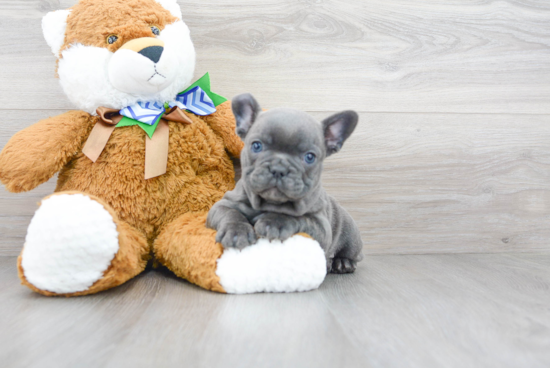 Playful French Bulldog Purebred Pup