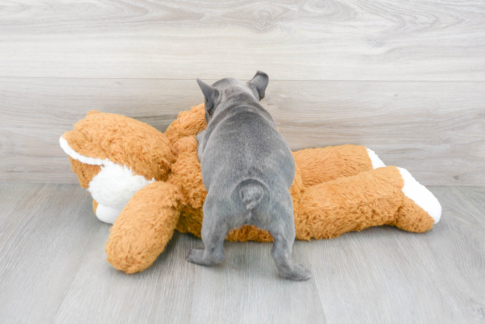 Fluffy Frenchie Purebred Puppy