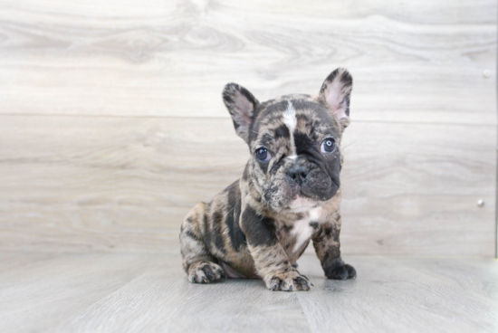 French Bulldog Pup Being Cute