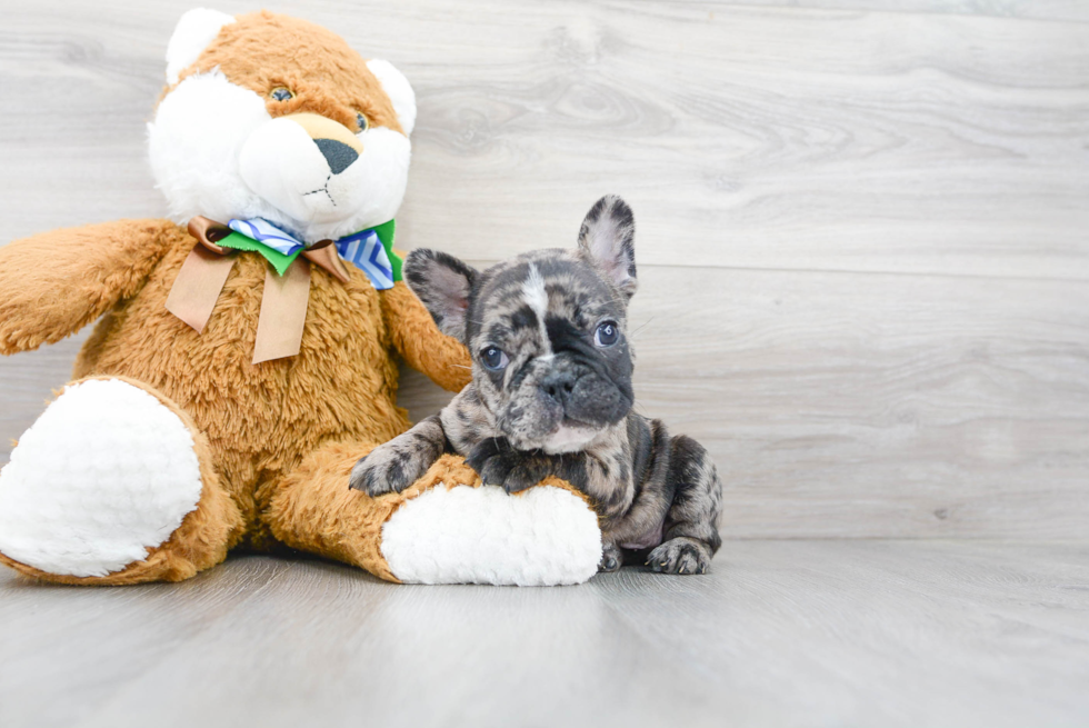 Popular French Bulldog Baby