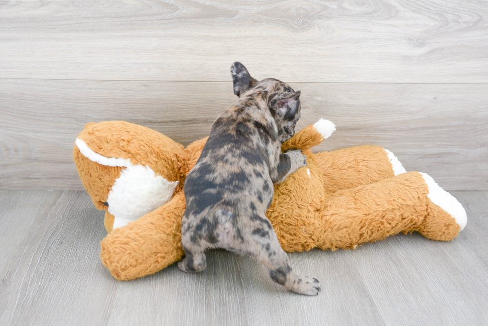 French Bulldog Pup Being Cute