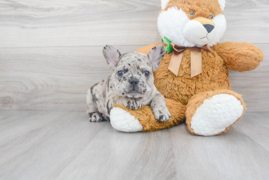 Funny French Bulldog Purebred Pup