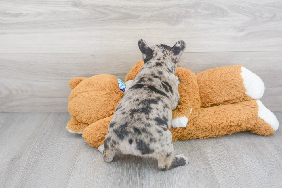 Small French Bulldog Baby