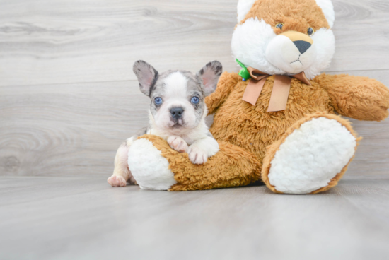 French Bulldog Pup Being Cute