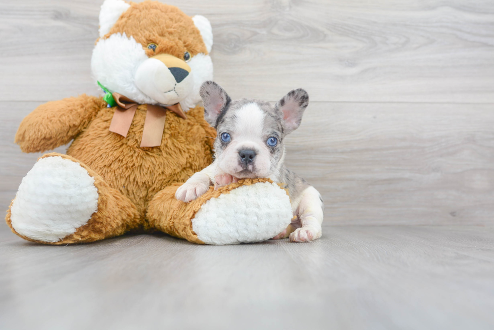 Funny French Bulldog Baby