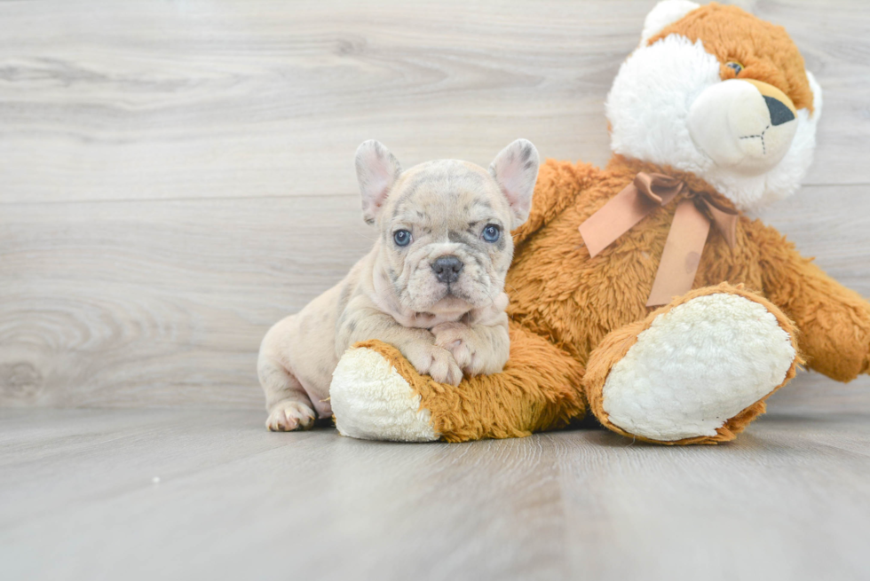 French Bulldog Puppy for Adoption