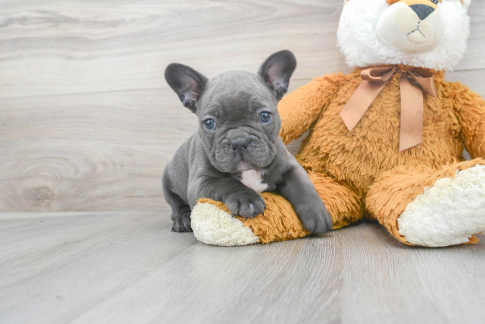 Fluffy Frenchie Purebred Puppy