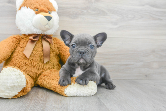 Small French Bulldog Purebred Pup