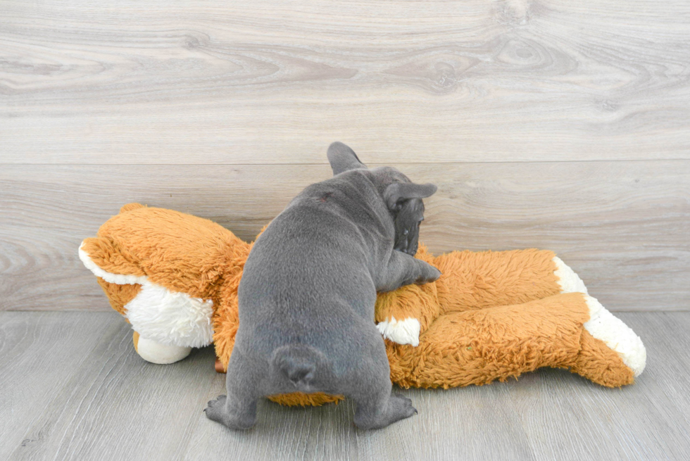 French Bulldog Puppy for Adoption