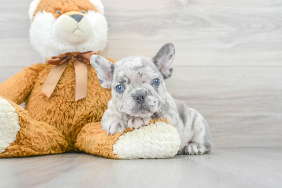 Akc Registered French Bulldog Baby