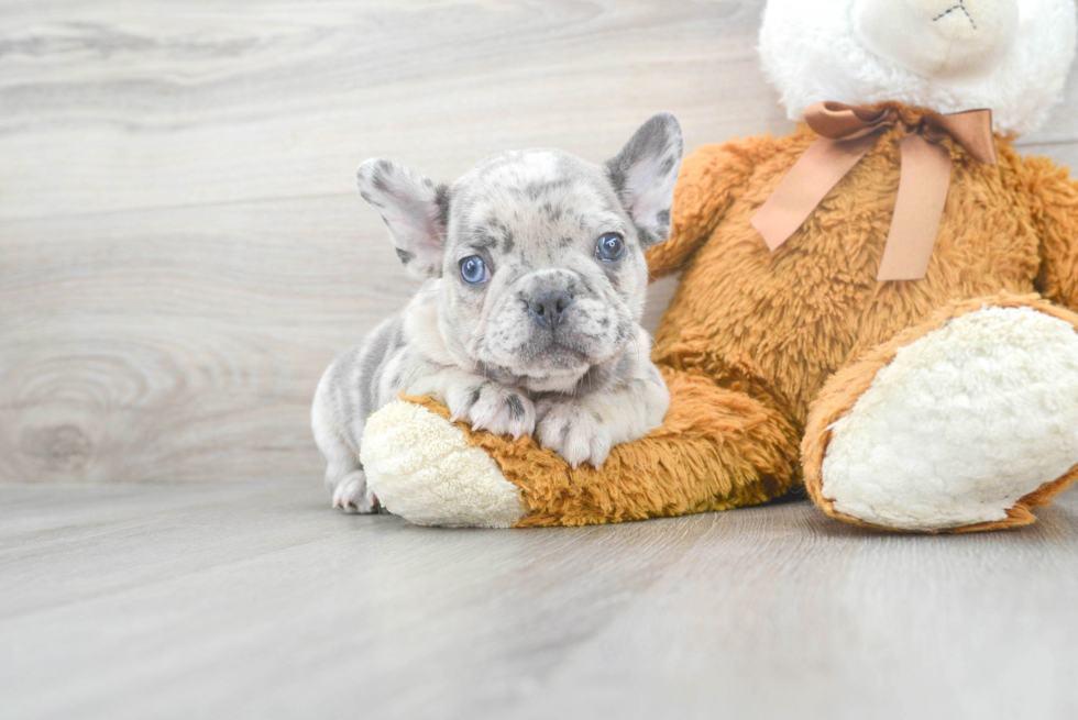 Small French Bulldog Baby