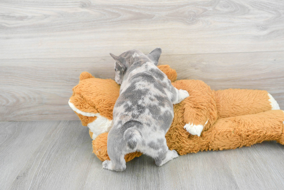 Energetic Frenchie Purebred Puppy