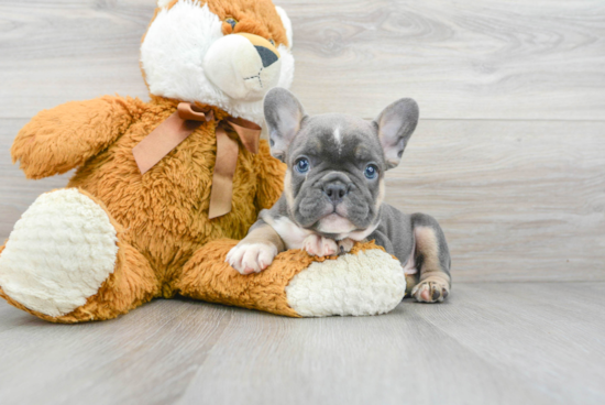 French Bulldog Pup Being Cute