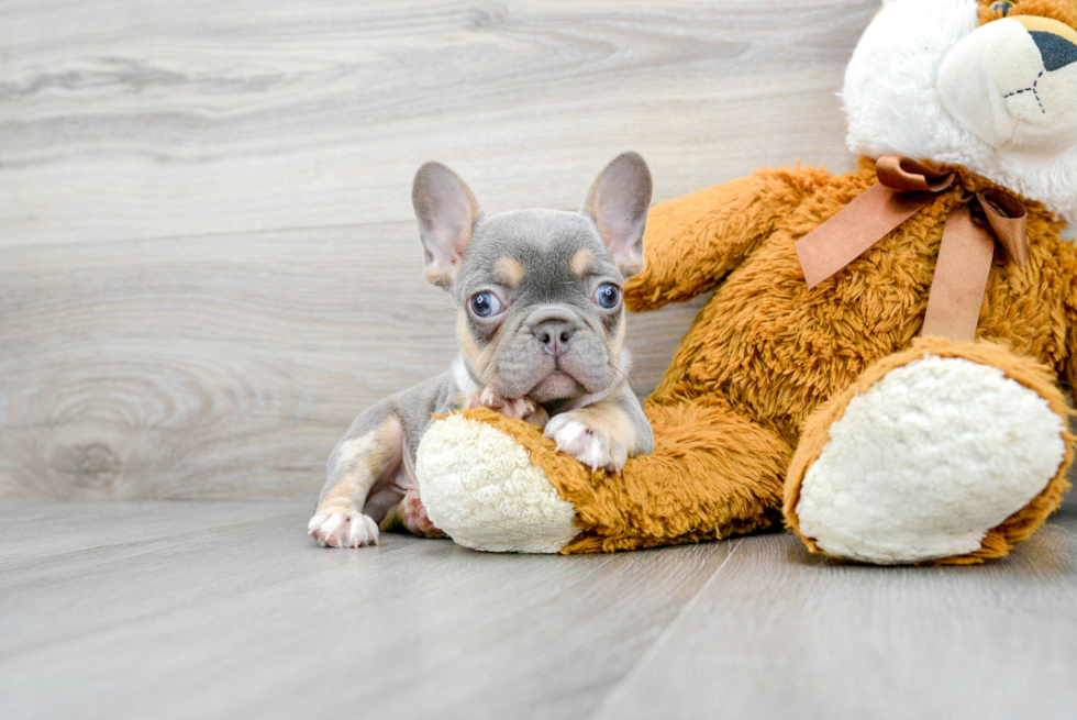 French Bulldog Pup Being Cute